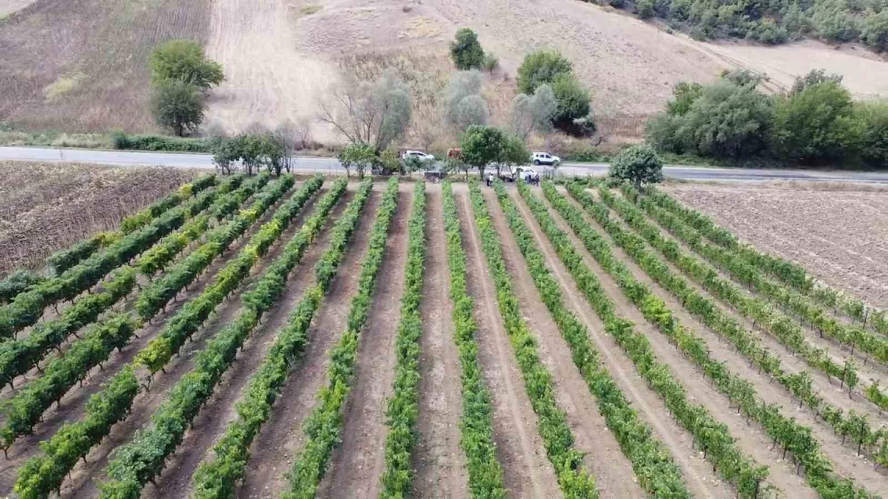 Kızgüldüren üzümü yüz güldürüyor