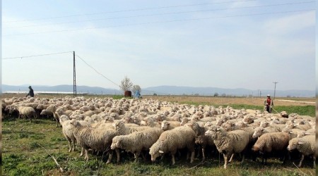 Küçükbaş üreticileri destek bekliyor