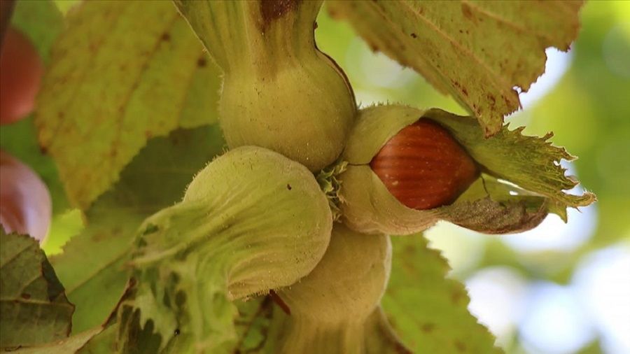 Milyar dolarlık fındık ihracatı hedefleniyor!