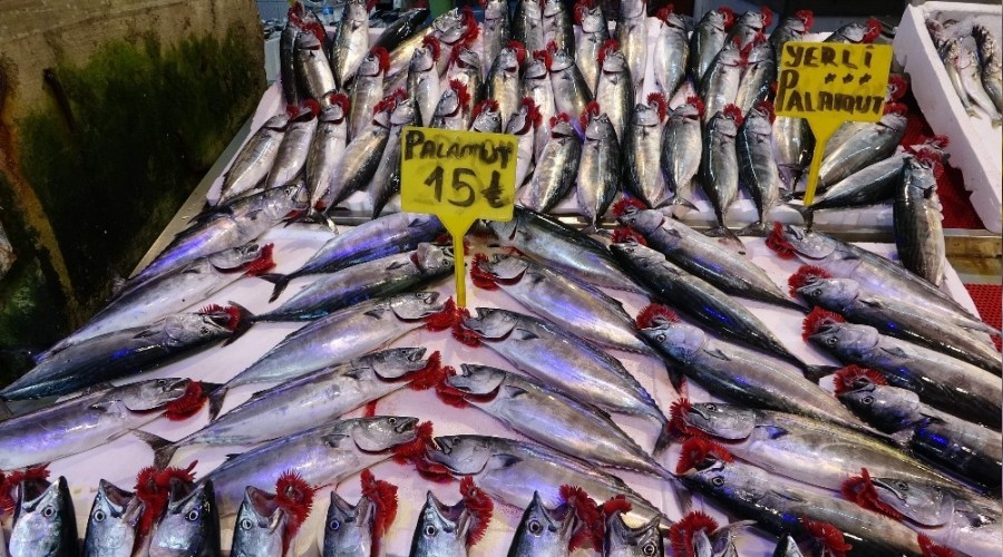 Palamut büyüdükçe fiyatı da arttı