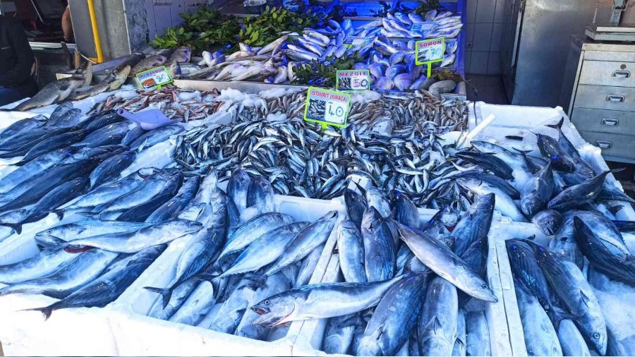 Palamut yüz güldürüyor