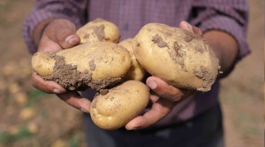 Rekoltede rekor kırıldı