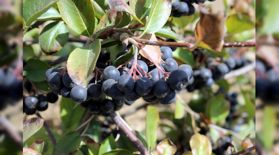 Aronia meyvesiyle genç kal