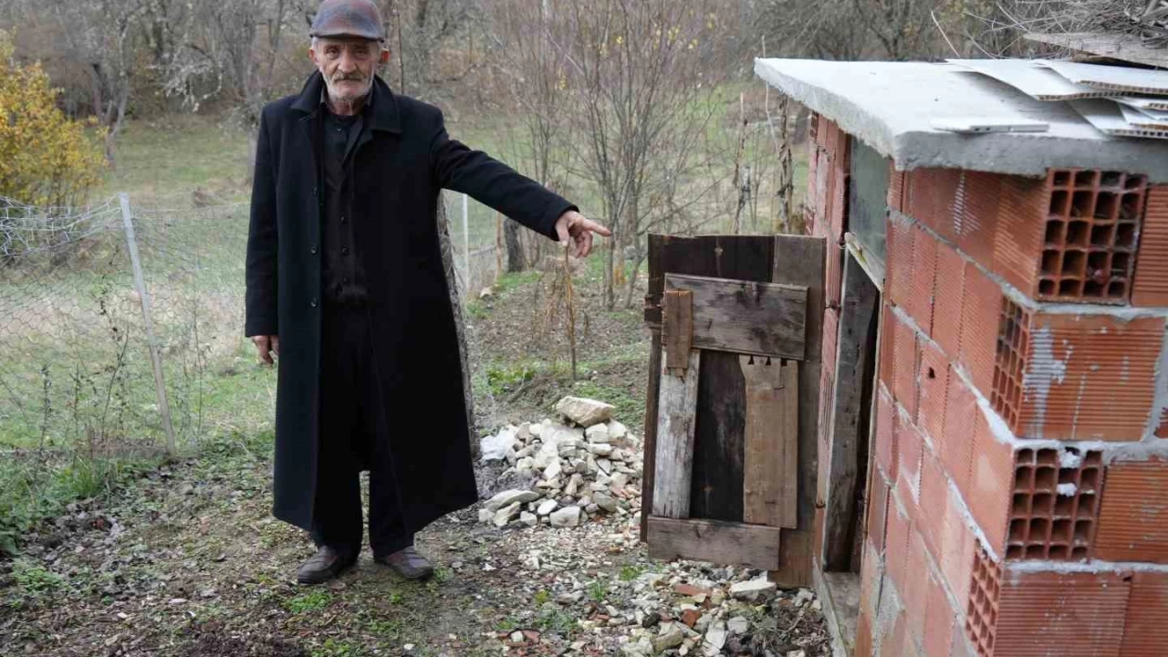 Ayı, girdiği kümeste tavukları telef etti