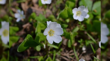 ‘Gerçekleşen şey Benim istediğimdir’