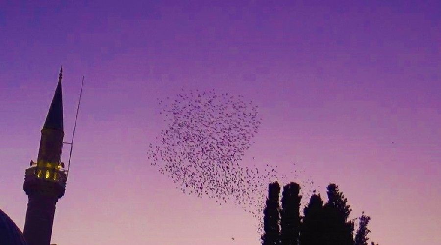 Gökyüzünün kızıllığı eşliğinde kuşların muhteşem dansı