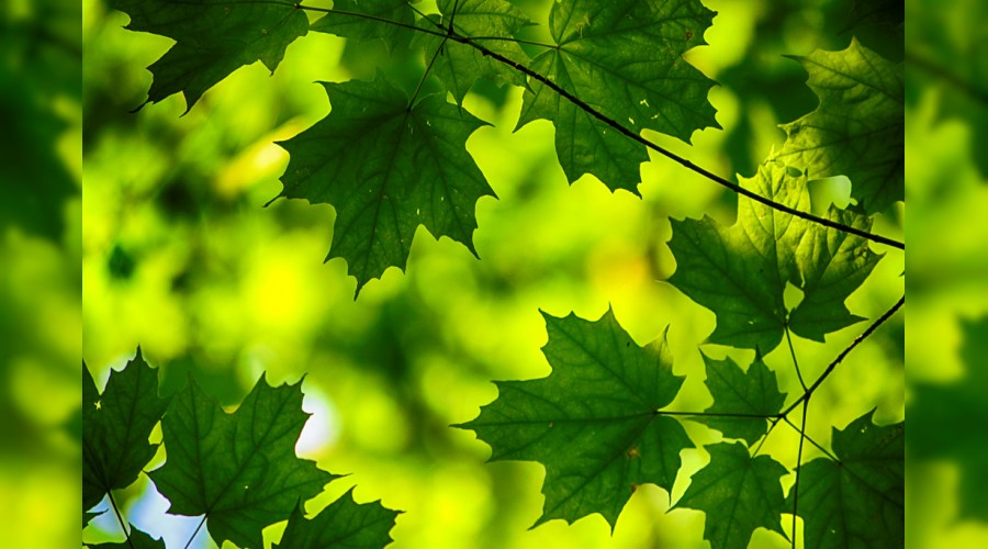 ‘Günahın şiddetli sarhoşluğu vardır’