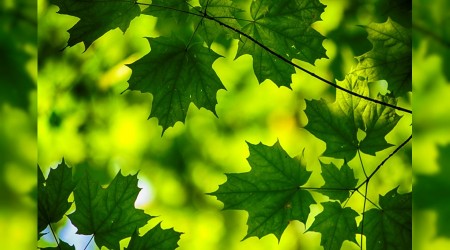 ‘Günahın şiddetli sarhoşluğu vardır’