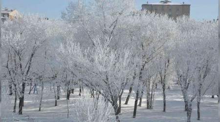 Kars'ta eksi 13'ü gördü, ağaçlar kırağı tuttu