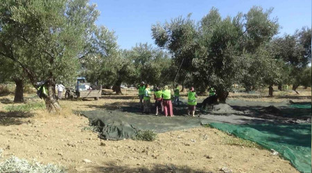 Kazdağları eteklerinde zeytin hasadı