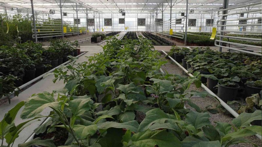 Keçiören'deki akıllı serada onlarca tür bitki yetiştiriliyor
