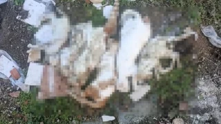 Milas'ta çöpte kedi ölüleri bulundu