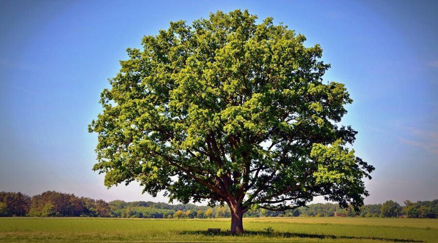 O önder Allah'ın ilhamıyla konuşur