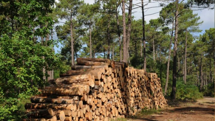 Odun deyip geçmeyelim!