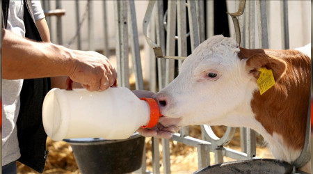 TİGEM'den rekor süt satışı