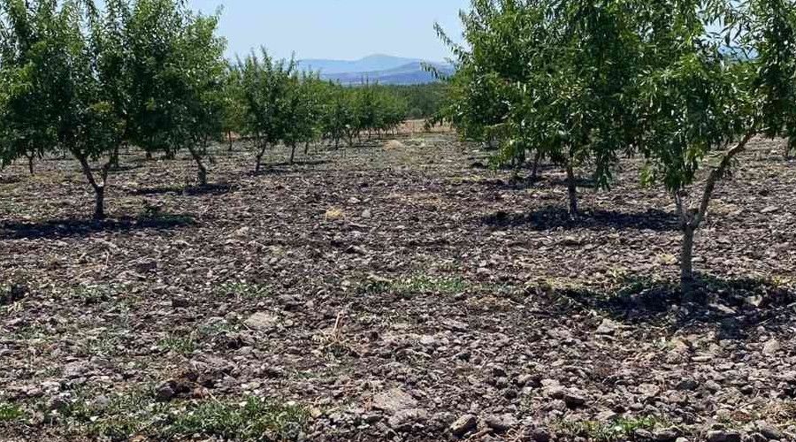 Türkiye'de badem yetiştiriciliği gelişiyor