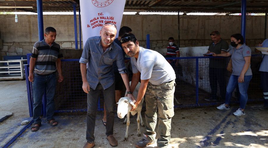 Yangın mağduru çiftçilere havyan desteği