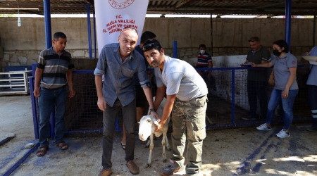 Yangın mağduru çiftçilere havyan desteği