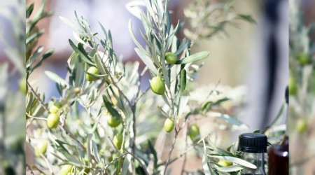 Zeytinyağı fiyatı yerinde sayıyor