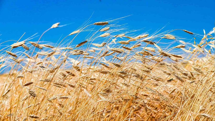 10 bin yıllık ata tohumu 20 yıl sonra fark edildi!