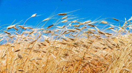 10 bin yıllık ata tohumu 20 yıl sonra fark edildi!