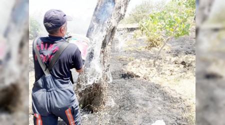 200 dönüm fıstık ağacı yandı