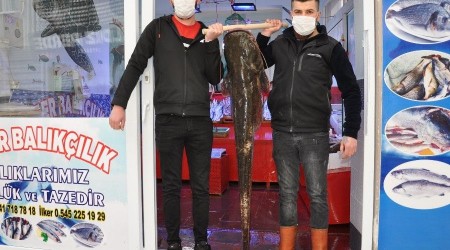 40 kiloluk dev yayın balığı ilgi odağı