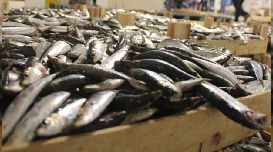 5 ton balığa el konuldu