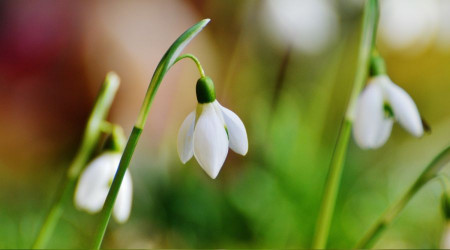'Ali olmasaydı Ömer helak olurdu'