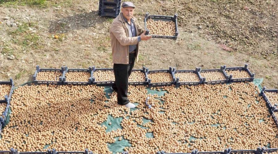 Bu gübreyle ceviz üretimi kanatlandı