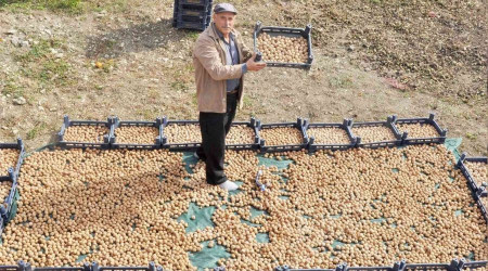 Bu gübreyle ceviz üretimi kanatlandı