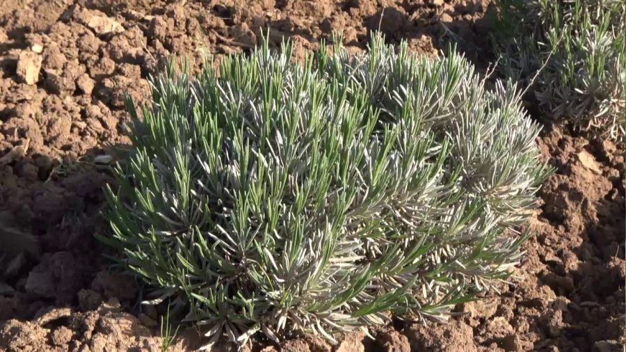 Bu ürün dünyada ilgi görüyor