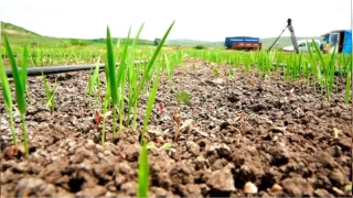Çeltik üretimi damla sulama yöntemiyle artırılabilir