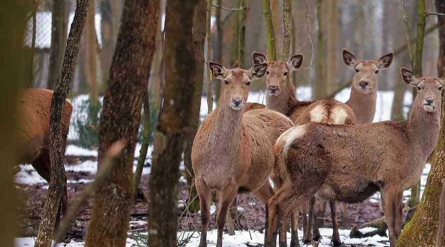 Doğal yaşamın geyik ve ceylanları, 20 taneydi 200 oldu