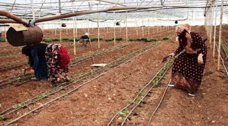 Domatesler, 30 bin dekar alanda toprakla buluşuyor