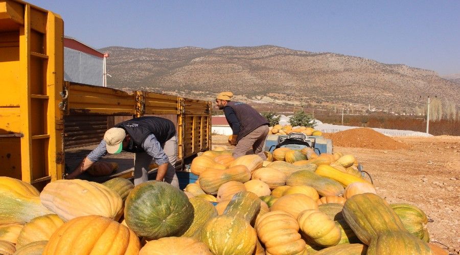 Faydalı böcek üretiminde yeni ürün: “Bal kabağı”