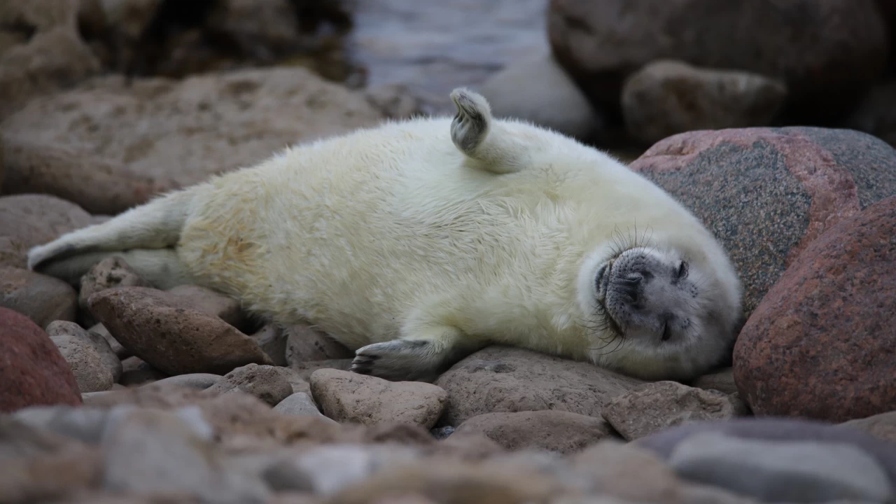 Fokların gizemli dünyası ve onları tehdit eden avcılık
