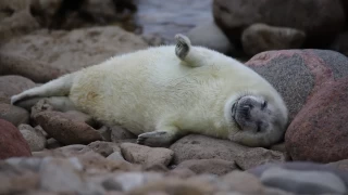 Fokların gizemli dünyası ve onları tehdit eden avcılık