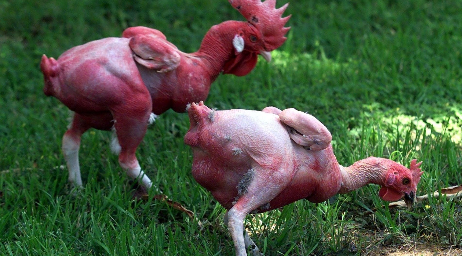 Розовая порода кур. Ощипанная курица. Курица и петух. Лысый петух.