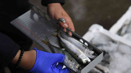 Kayseri'de yasal boy limitinin altında bin 400 kilo istavrite el konuldu