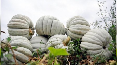 Kestane kabağında üretim yüz güldürdü