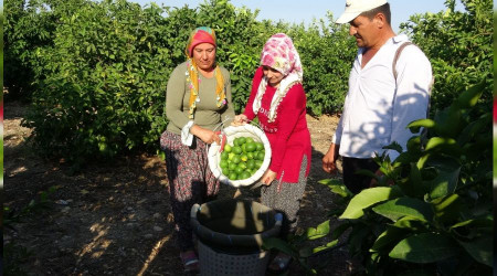Sezonun ilk limonu dalında 3 lira