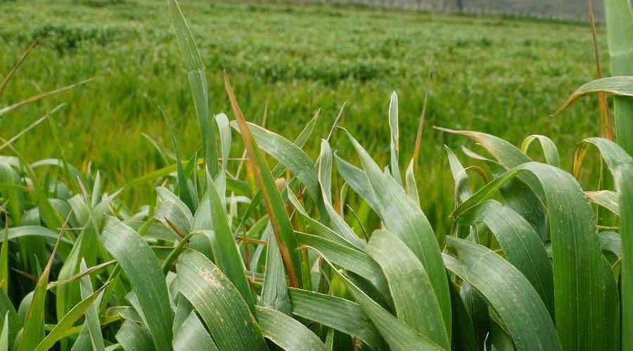 Üniversitenin buğdayları, yokluk çektirmeyecek