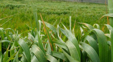 Üniversitenin buğdayları, yokluk çektirmeyecek