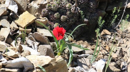 Yılda sadece 15 gün görülen endemik dağ lalesi hayran bırakıyor