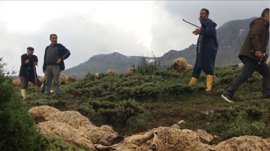 Yıldırım sürüyü telef etti