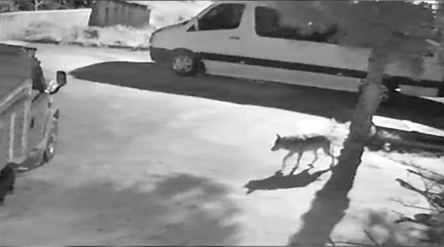 Aç kalan kurtlar mahalleye indi