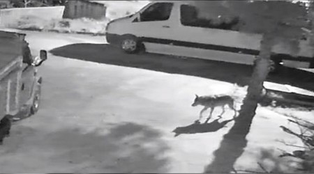 Aç kalan kurtlar mahalleye indi