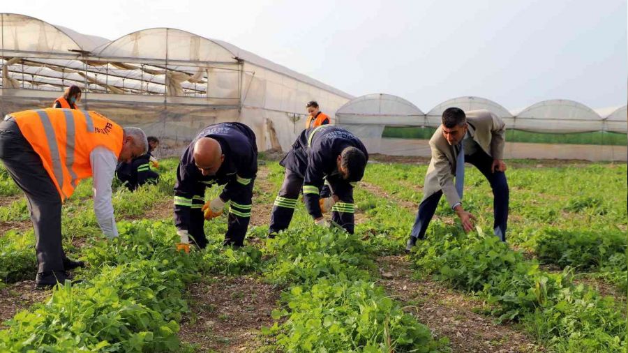 Akdeniz'de toprakla buluşturulan maralfalfa bitkisi çelikleri yeşerdi