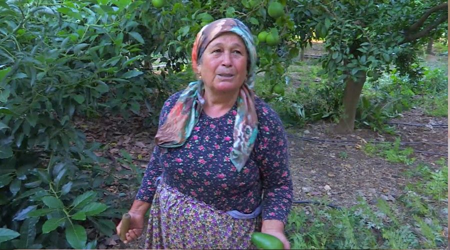 Avokado bahçelerine dadanan hırsızlar üreticiyi bezdirdi